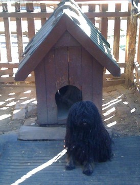 Hungarian Puli Dog