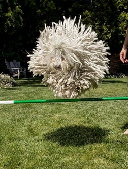 Zuckerbergs Puli Dog