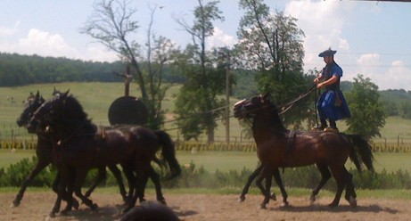 Spectacle des chevaux 